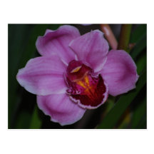 Postal de la orquídea