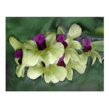 Postal de la orquídea
