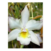 Postal de la orquídea ocho