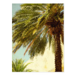 Postal de la palmera