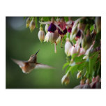 Postal de la planta del colibrí y de la flor de Fu