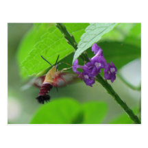 Postal de la polilla de Clearwing