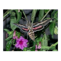 POSTAL DE LA POLILLA DE COLIBRÍ