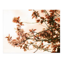 Postal de la primavera