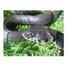 Postal de la serpiente de hierba