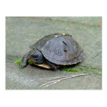 Postal de la tortuga del bebé