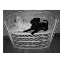 postal de Labrador