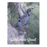 Postal de las codornices de California