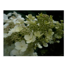 Postal de las flores blancas el |