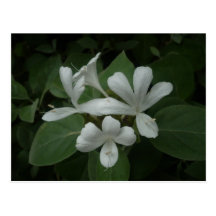 Postal de las flores blancas el |