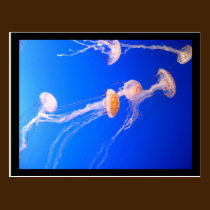 Postal de las medusas tarjetas postales