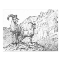 Postal de las ovejas de Bighorn