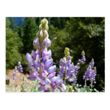Postal de los altramuces de la montaña