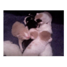 Postal de los bebés del gatito