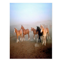 Postal de los caballos