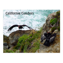 Postal de los cóndores de California