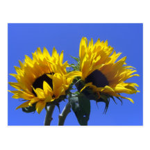 Postal de los girasoles