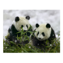 Postal de los osos de panda - modificada para requ
