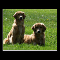 Postal de los perros perdigueros de oro tarjetas postales