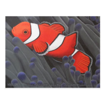 Postal de los pescados del payaso