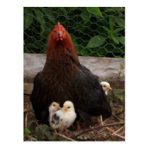Postal de los pollos