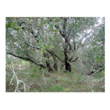Postal de los robles vivos OBX