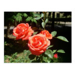 Postal de los rosas rojos