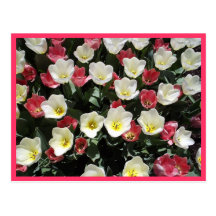 Postal de los tulipanes