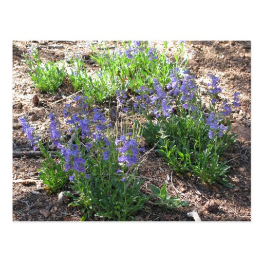 Postal de los Wildflowers de la montaña
