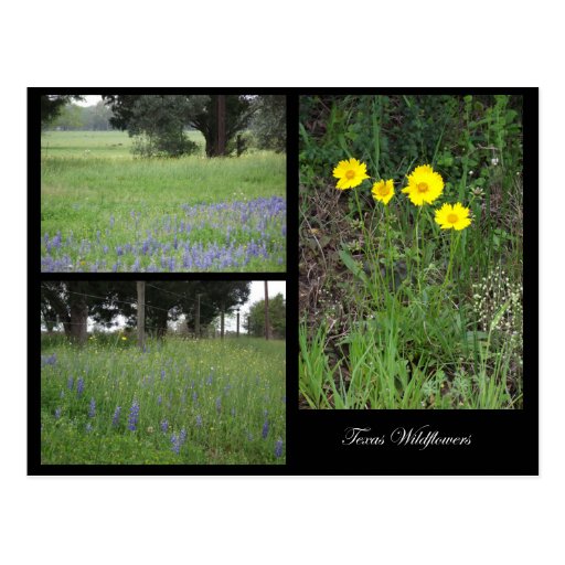 Postal de los Wildflowers de Tejas