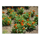 Postal de los Zinnias