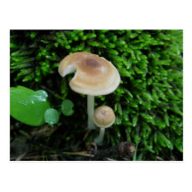 Postal de Mshrooms del musgo