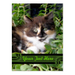 Postal de ojos verdes linda del gato