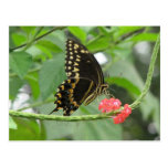 Postal de Palamedes Swallowtail