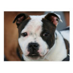 Postal de Staffordshire bull terrier