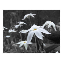 Postal de Starflowers de la primavera