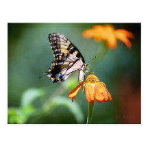 Postal de Swallowtail y de Tithonia
