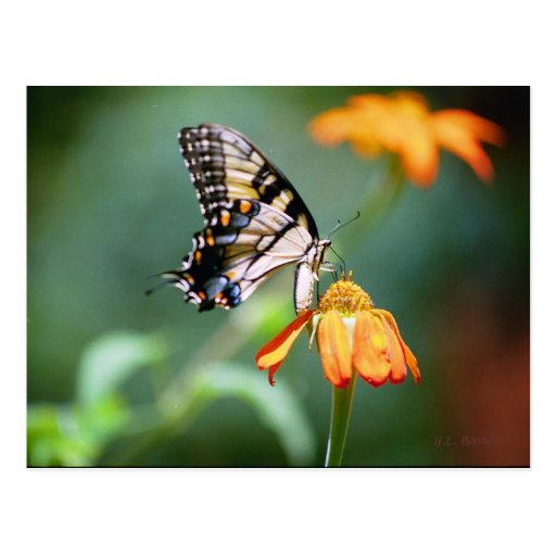 Postal de Swallowtail y de Tithonia