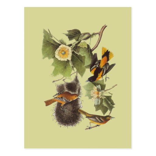 Postal de Troupial Oriole de los pájaros de Audubo