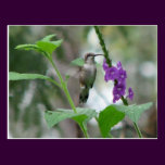 postal de Vervain de la Rubí-garganta tarjetas postales