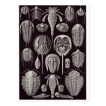 Postal del arte de Ernst Haeckel: Aspidonia