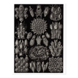 Postal del arte de Ernst Haeckel: Bryozoa