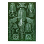Postal del arte de Ernst Haeckel: Cubomedusae