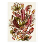 Postal del arte de Ernst Haeckel: Nepenthaceae
