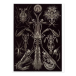Postal del arte de Ernst Haeckel: Thoracostraca