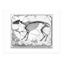 Postal del arte del venticolum del Hyracotherium