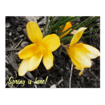 Postal del azafrán de la primavera