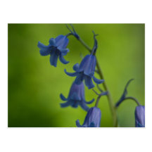 Postal del Bluebell