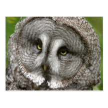Postal del búho de gran gris