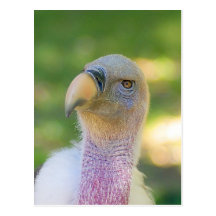 Postal del buitre de Griffon de Rupell